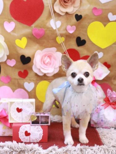 20230205チップくん